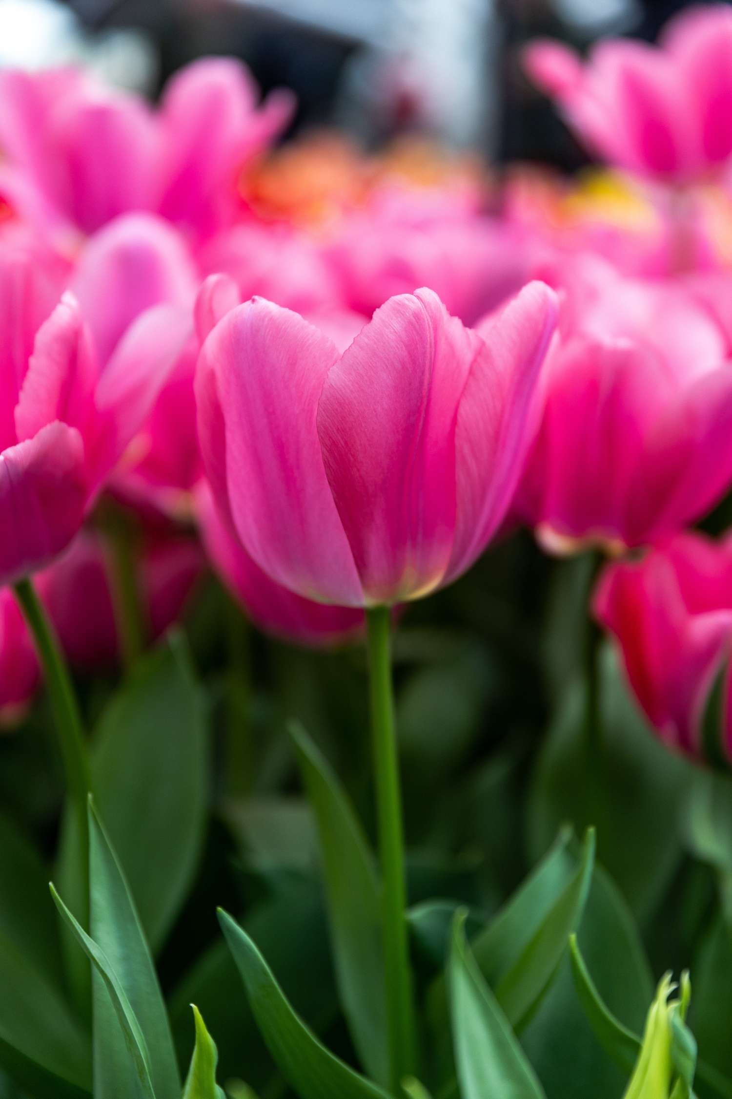 Tulipan 'Big Love'