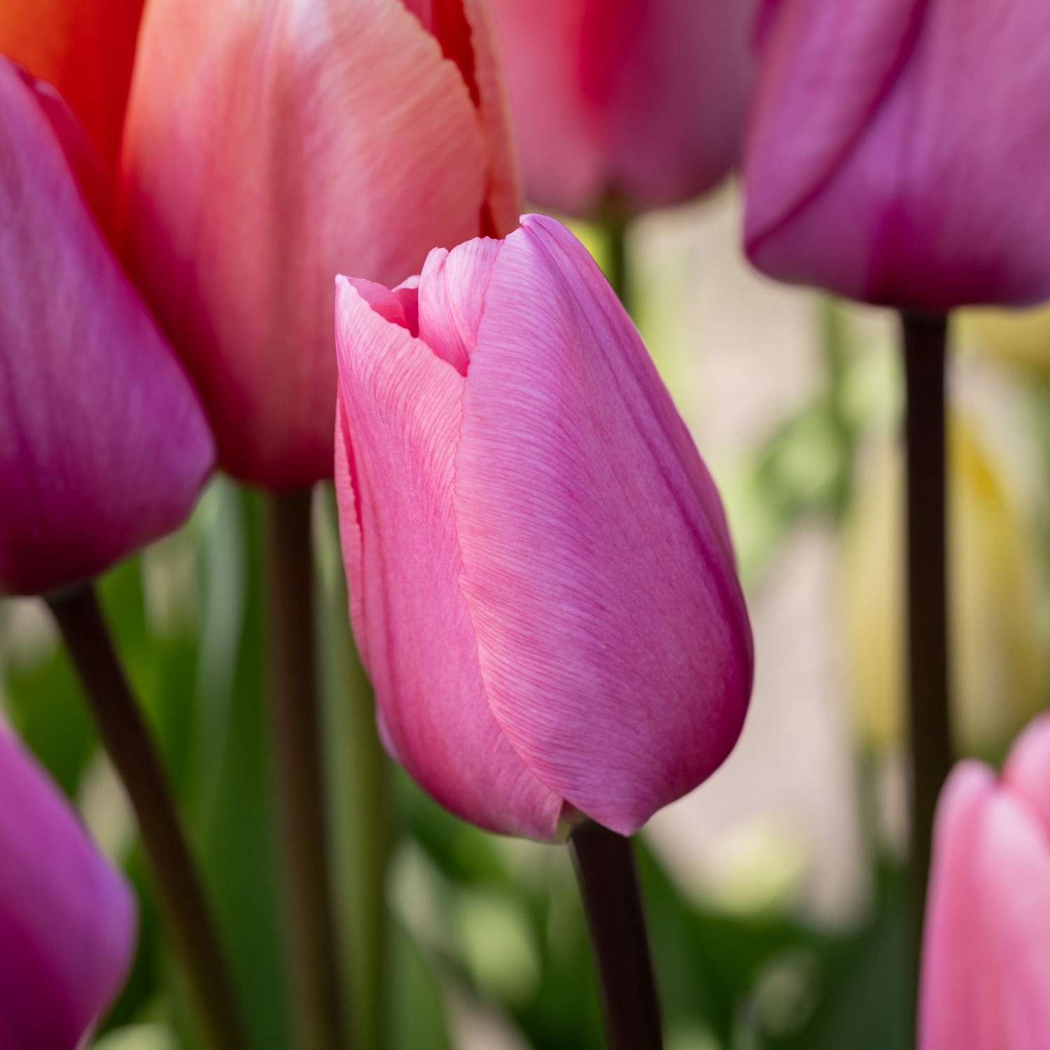 Tulipan 'Big Love'