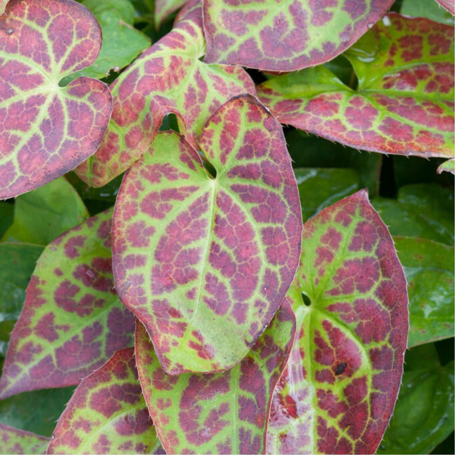 Bispehue 'Frohnleiten' (Epimedium × perralchicum)