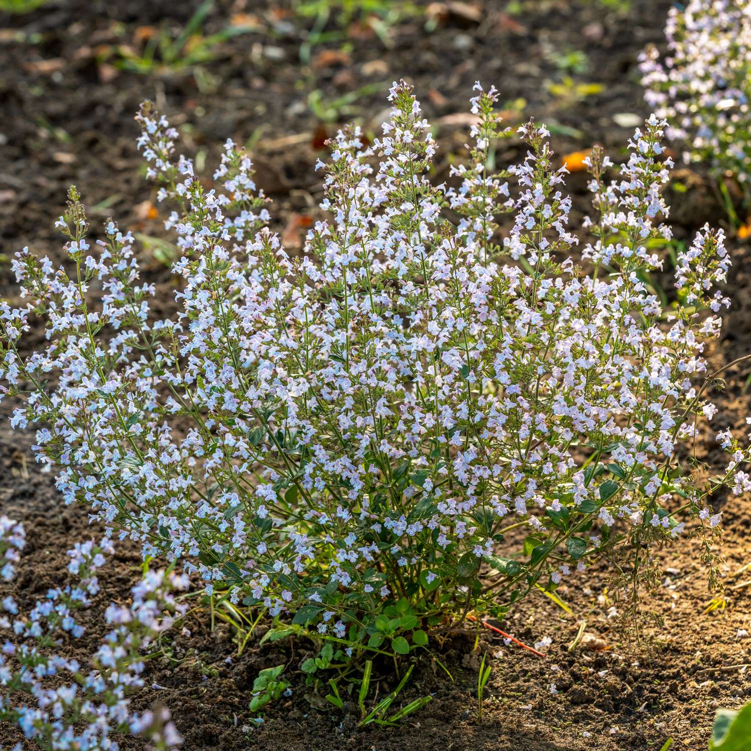 Bjergmynte (Calamintha nepeta)