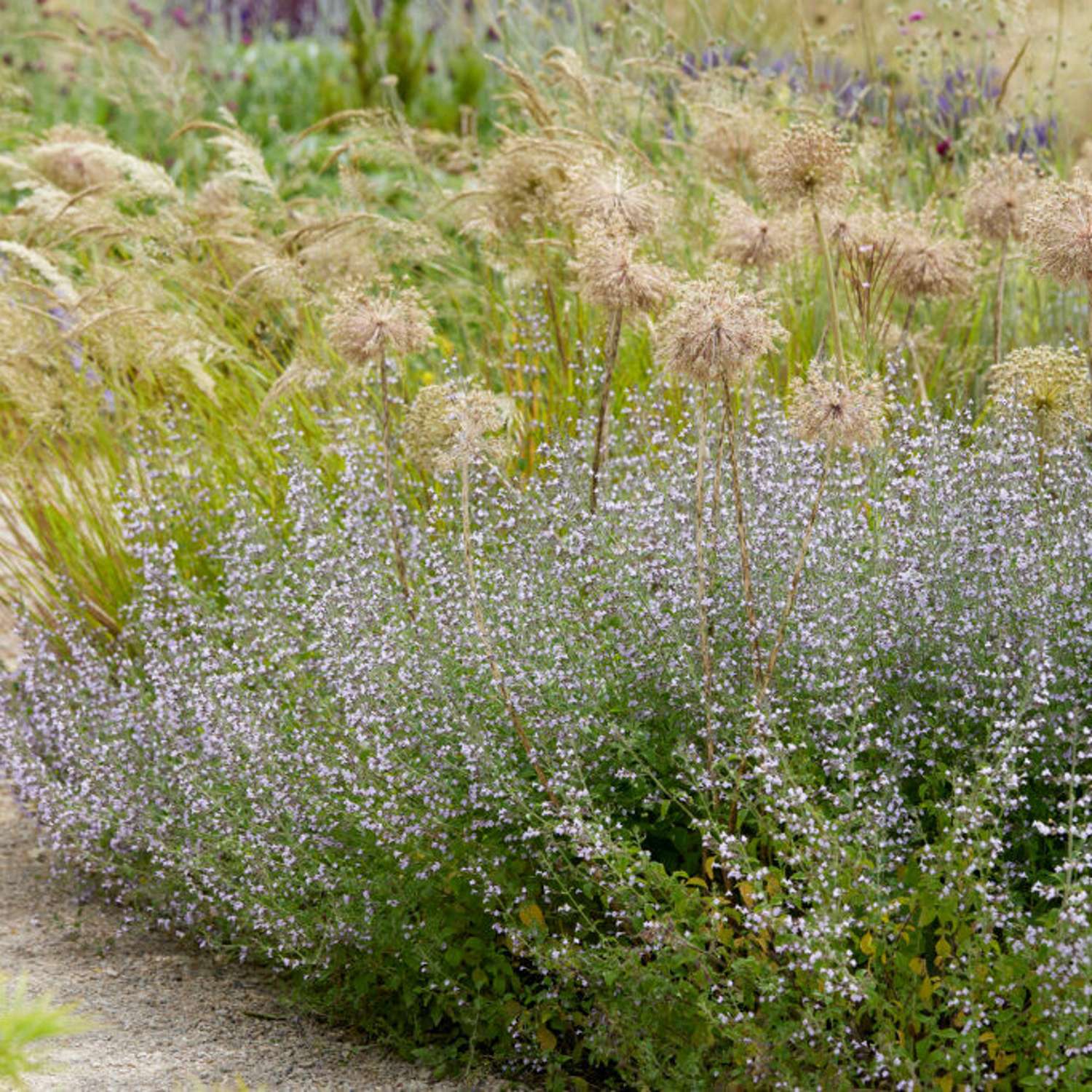 Bjergmynte (Calamintha nepeta)