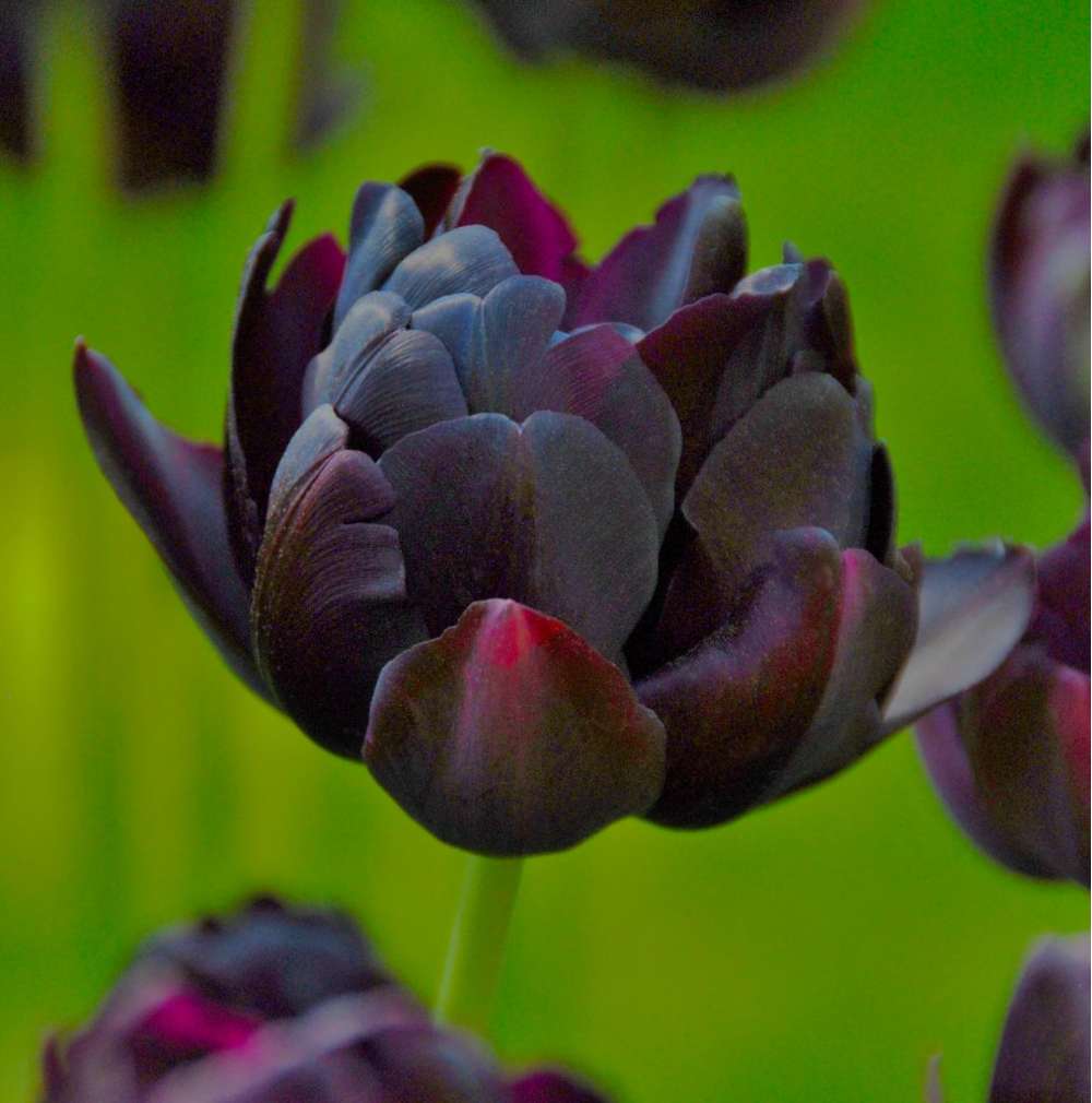 Tulipan 'Black Hero'