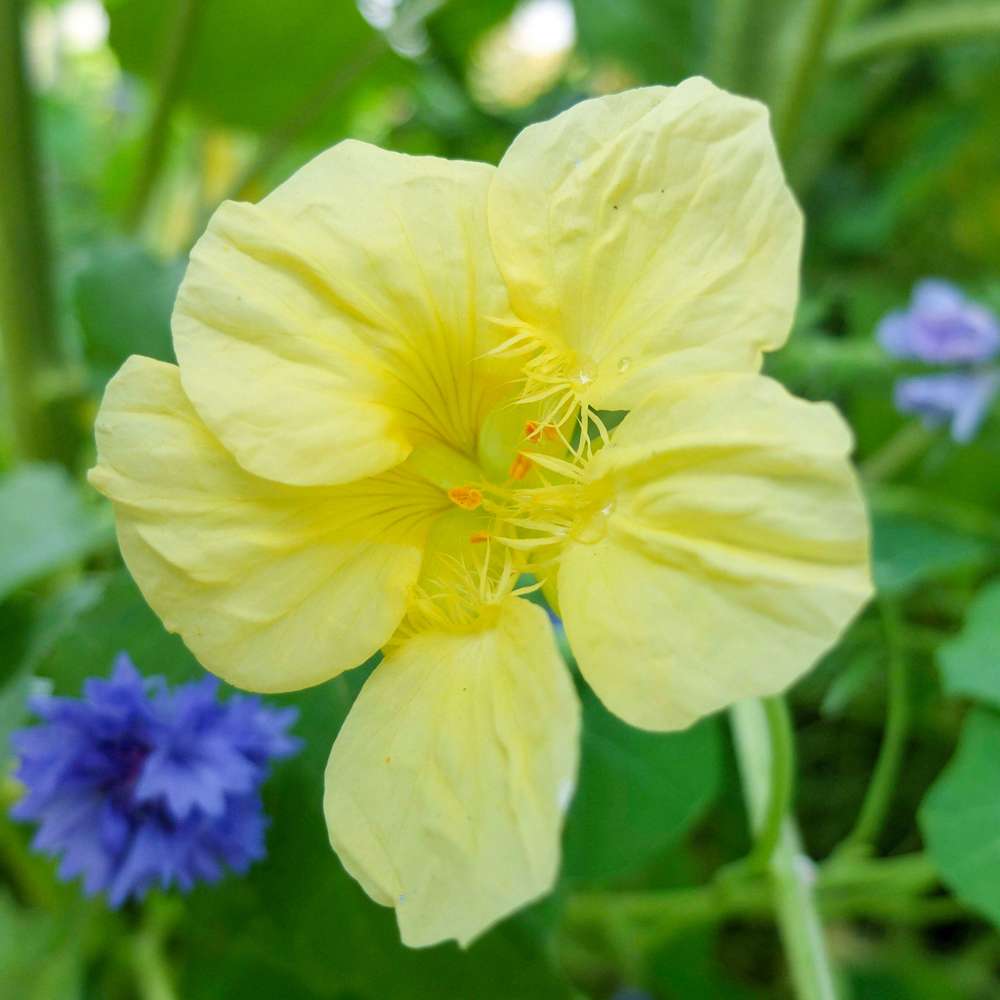 Blomsterkarse 'Milkmaid' (frø)