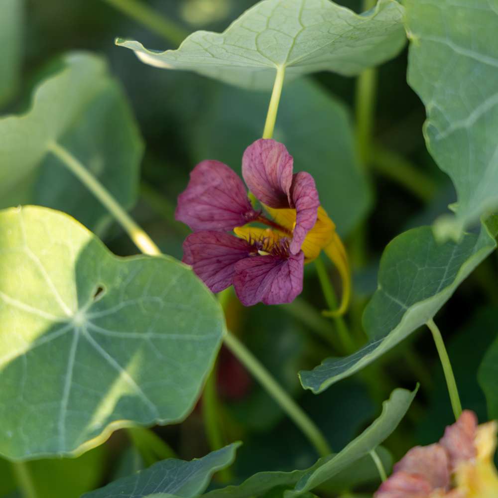 Blomsterkarse 'Purple Emperor' (frø)