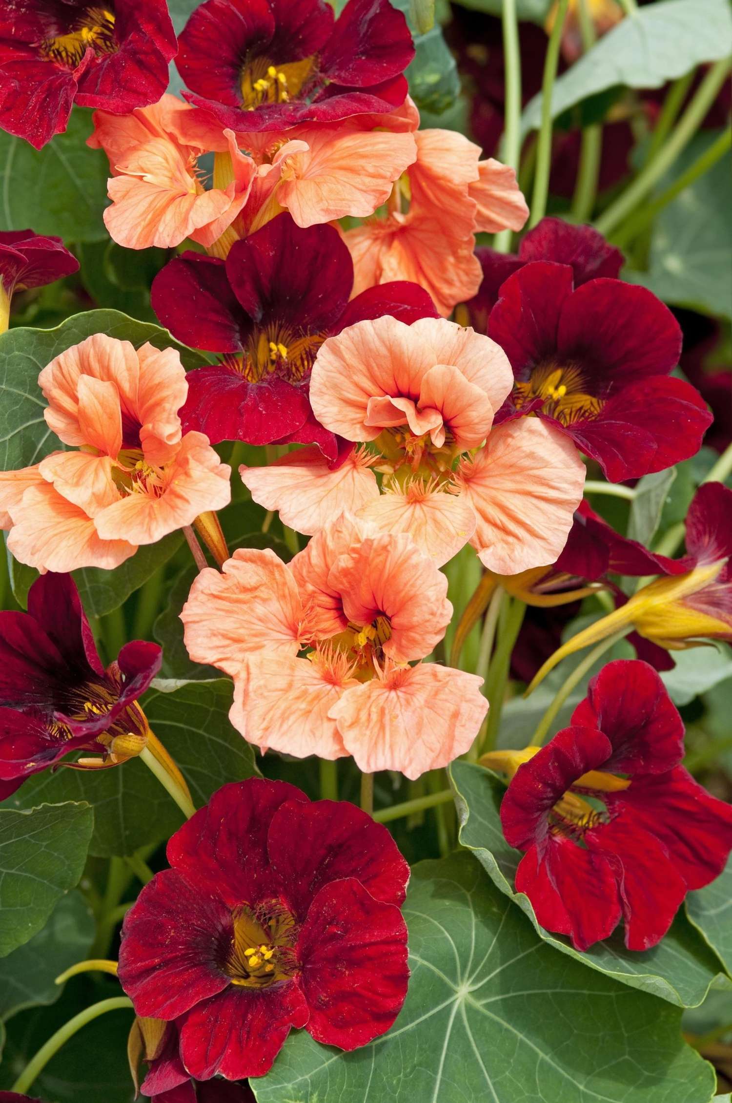 Blomsterkarse 'Sahin's Rumba' (frø)