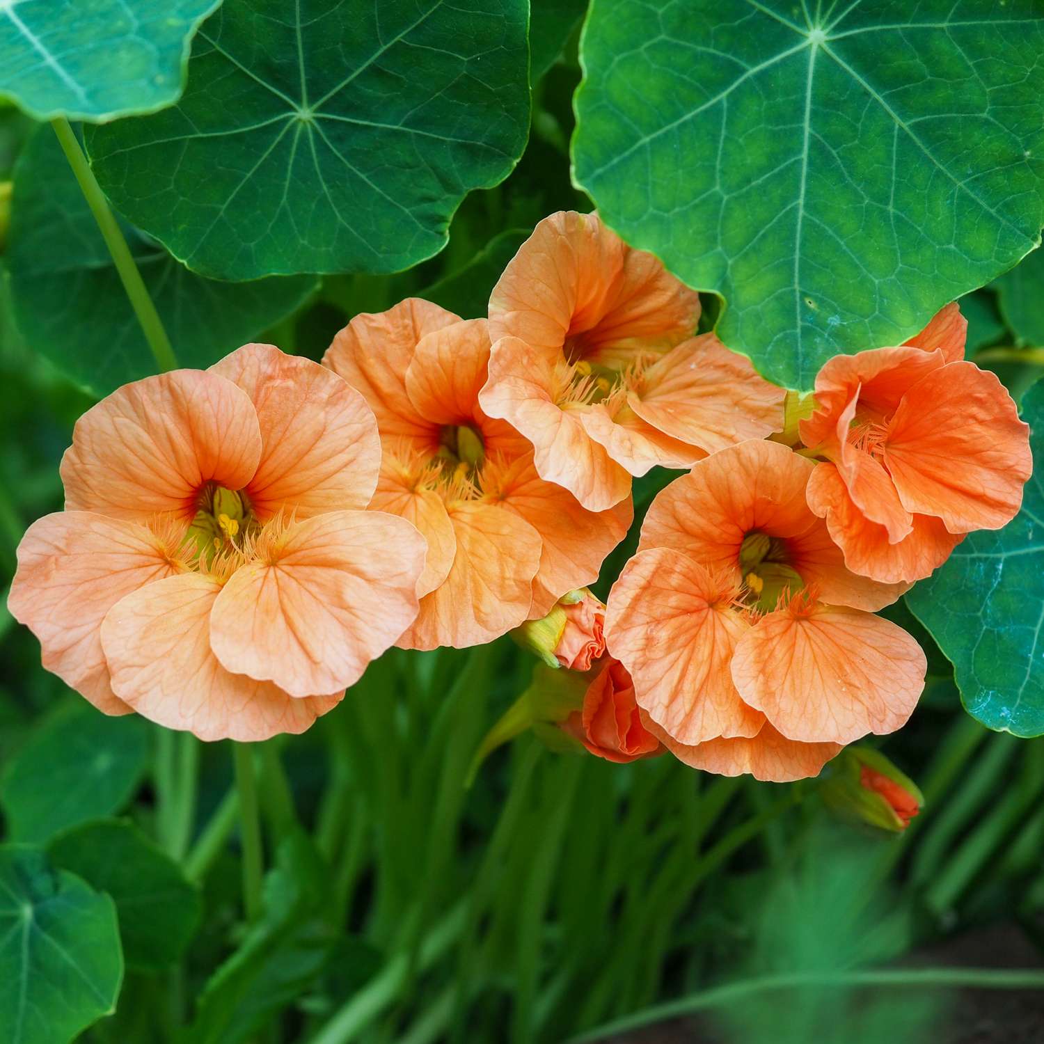 Blomsterkarse 'Salmon Baby' (frø)