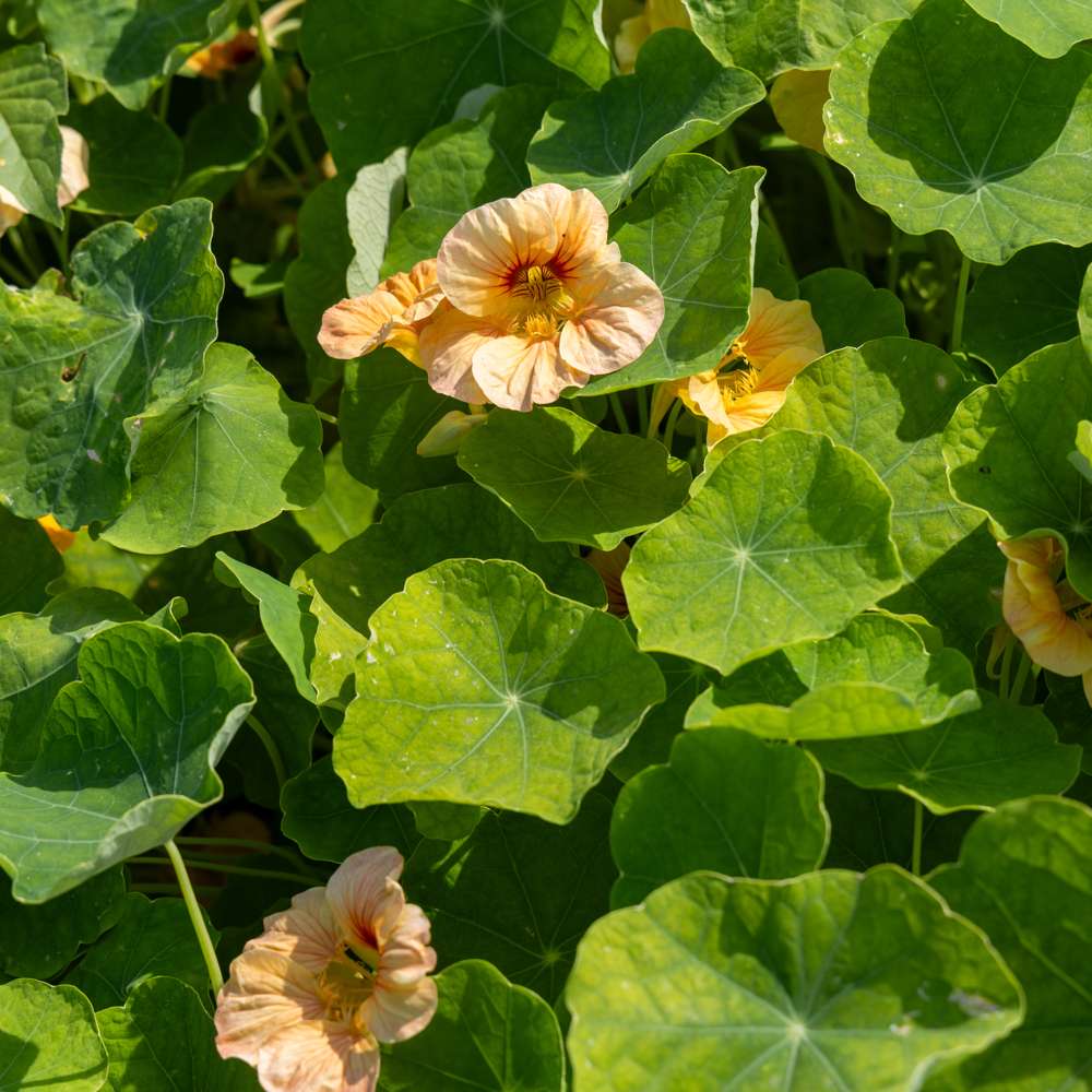 Blomsterkarse 'Tip Top Apricot' (frø)