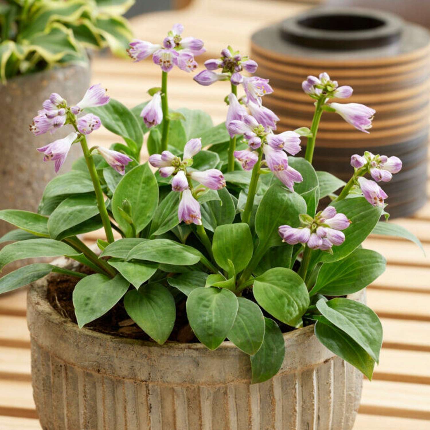 Hosta 'Blue Mouse Ears'
