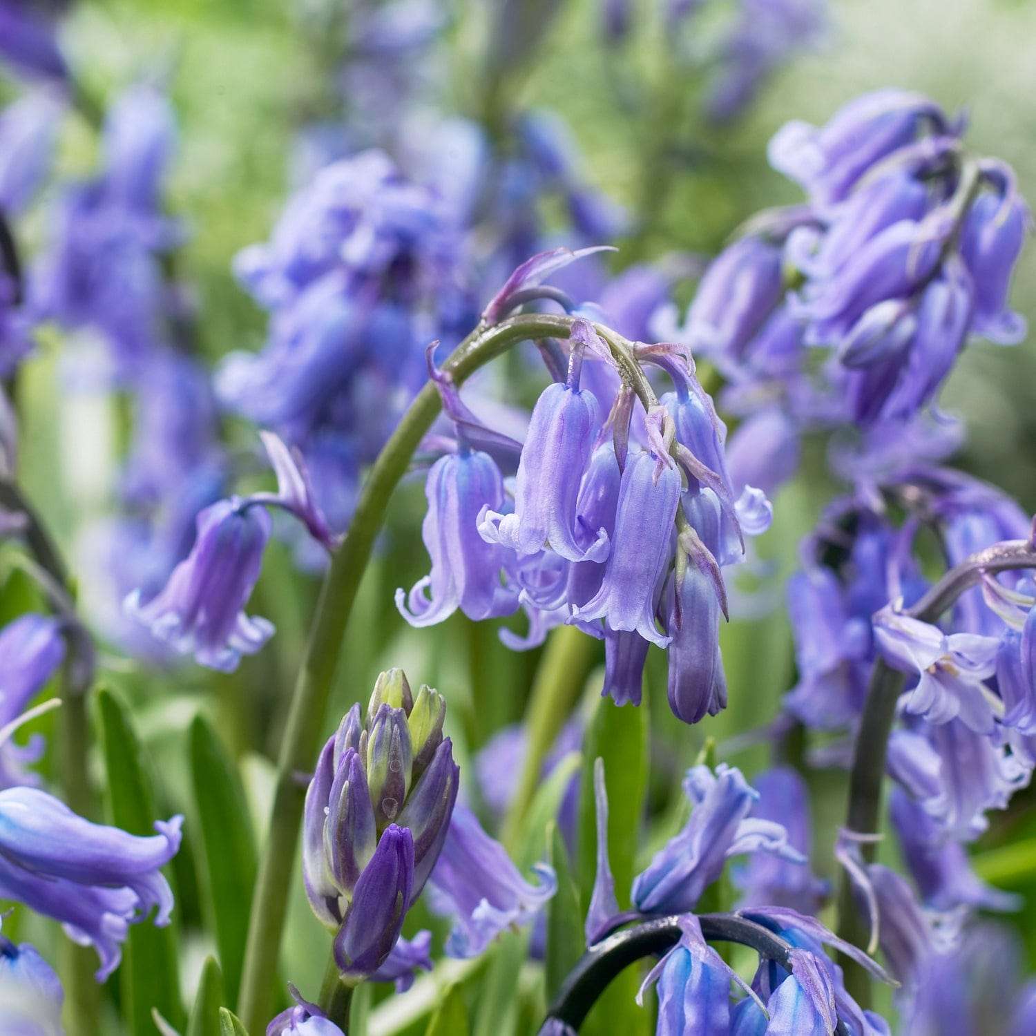 Bluebell 'Non scripta'