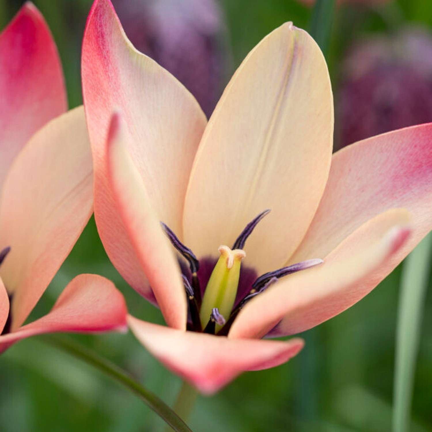 Botanisk tulipan 'Annika'