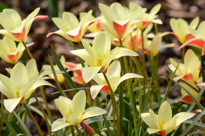 Botanisk tulipan 'Clusiana Tinka'