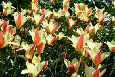 Botanisk tulipan 'Clusiana Tinka' (Storkøb) - 100 løg