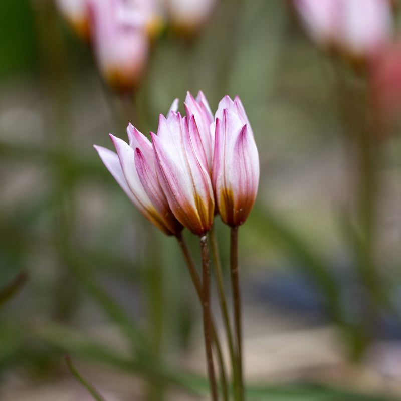 Botanisk Tulipan &