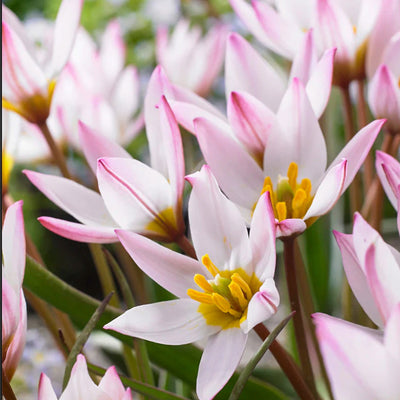 Botanisk Tulipan 'Hilde'