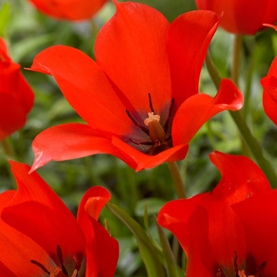 Botanisk Tulipan 'Linifolia'