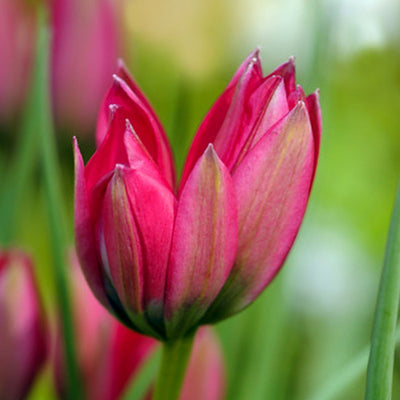 Botanisk tulipan 'Little Beauty'