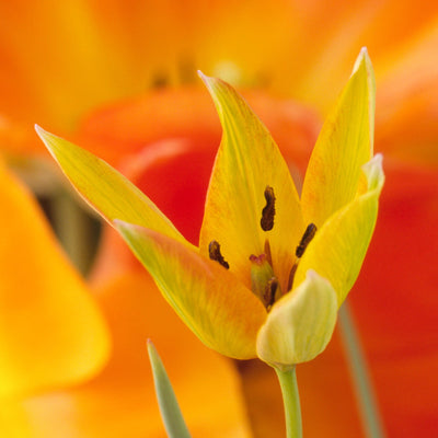 Botanisk Tulipan 'Orphanidea Flava'