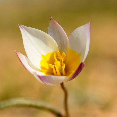 Botanisk tulipan 'Polychroma'