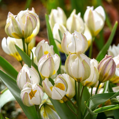 Botanisk tulipan 'Polychroma'