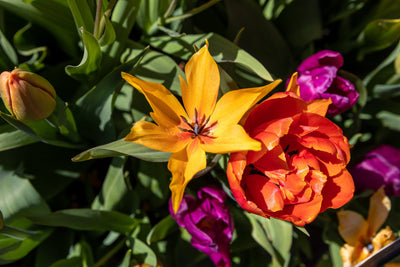 Botanisk Tulipan 'Praestans Shogun'