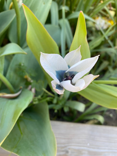 Botanisk Tulipan 'Pulchella Alba maculata Courulea'
