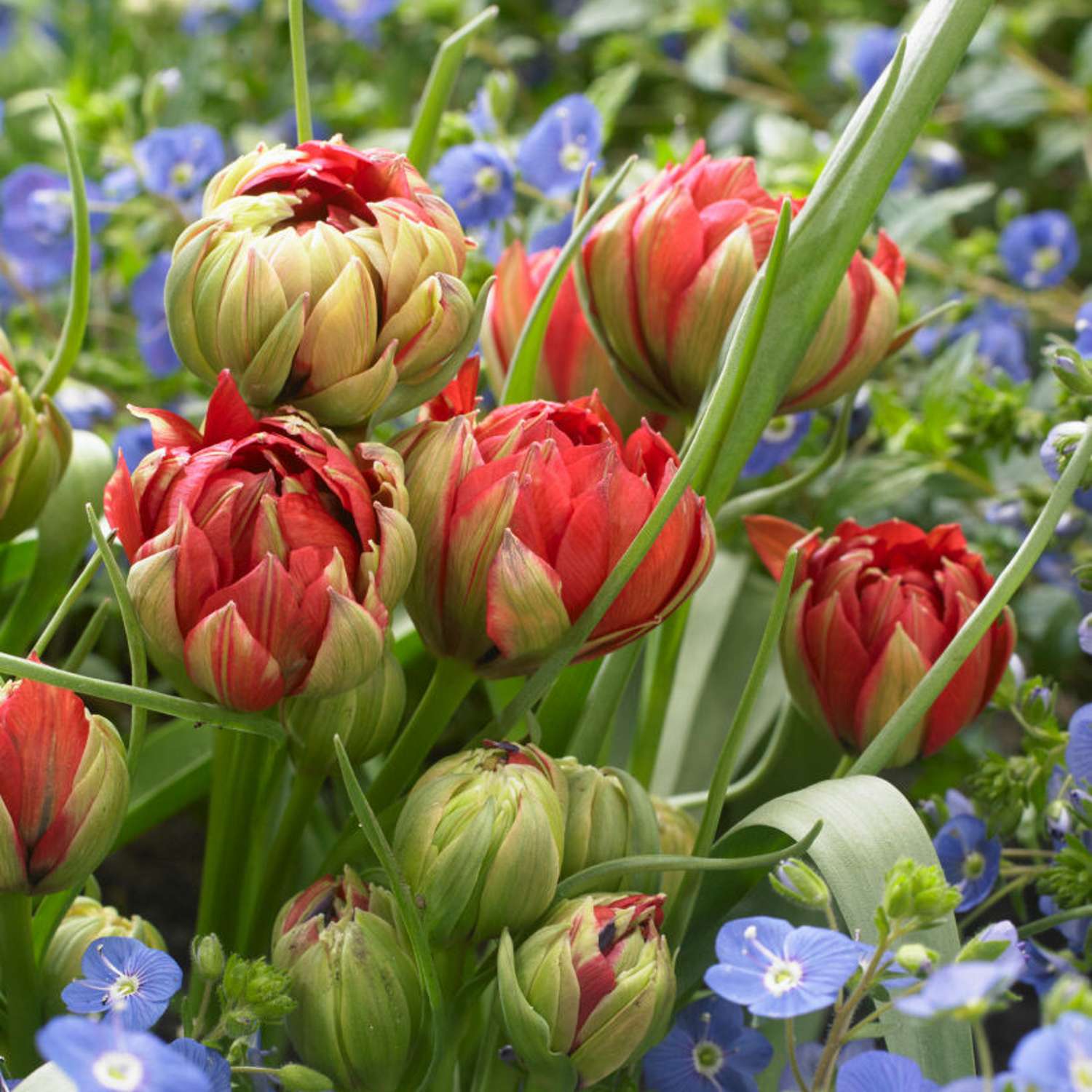 Botanisk Tulipan 'Samantha'