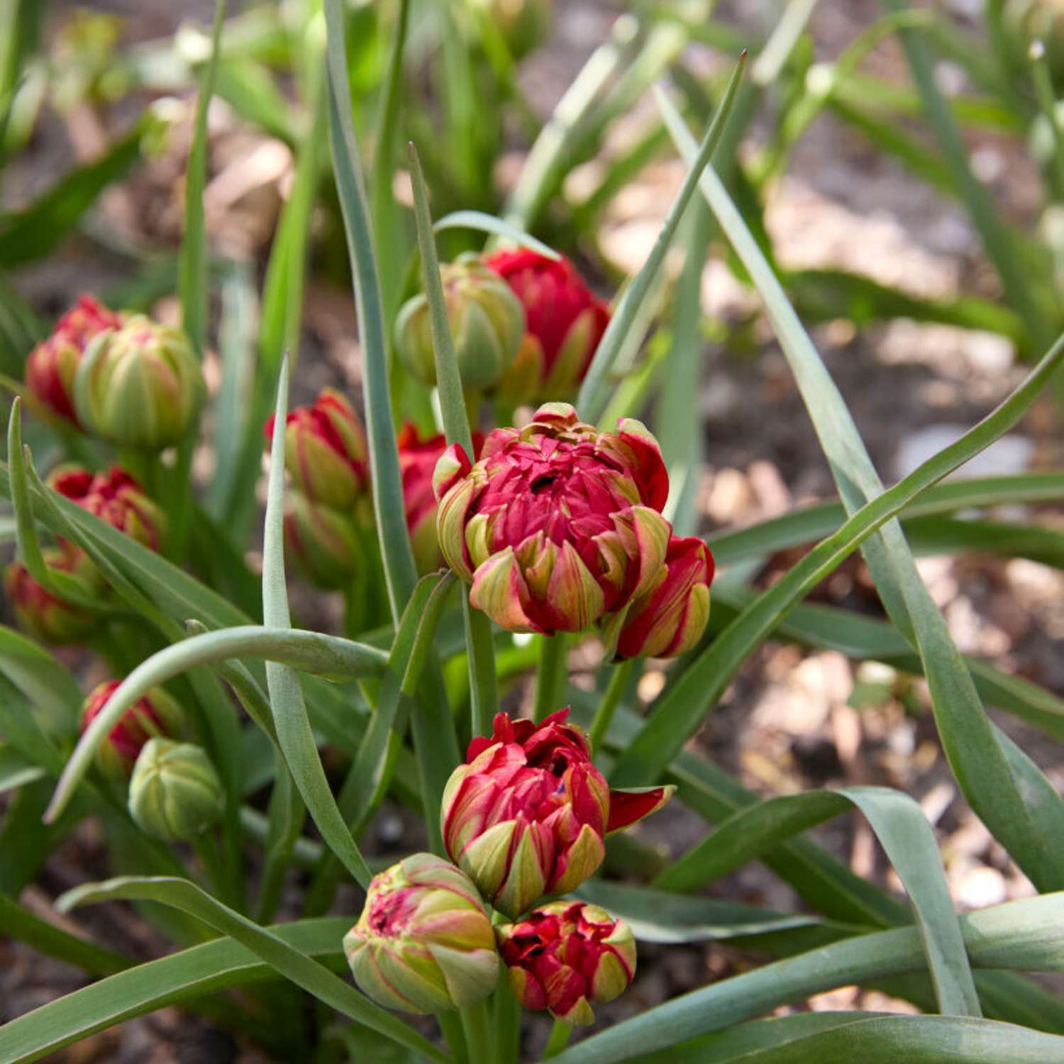 Botanisk Tulipan 'Samantha'