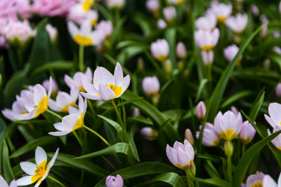 Botanisk Tulipan 'Saxatilis' / 'Lilac Wonder'