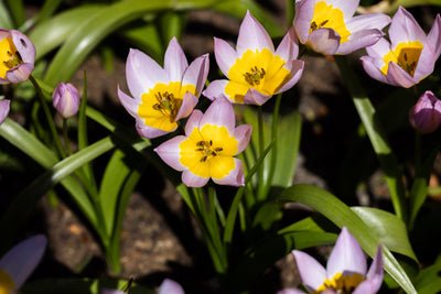Botanisk Tulipan 'Saxatilis' / 'Lilac Wonder'