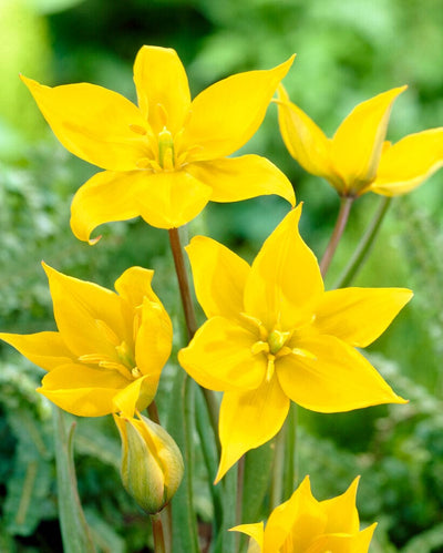 Botanisk Tulipan 'Sylvestris'