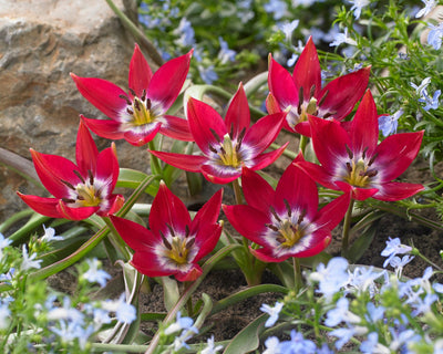 Botanisk Tulipan 'Tiny Timo'