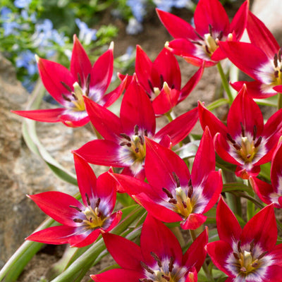 Botanisk Tulipan 'Tiny Timo'