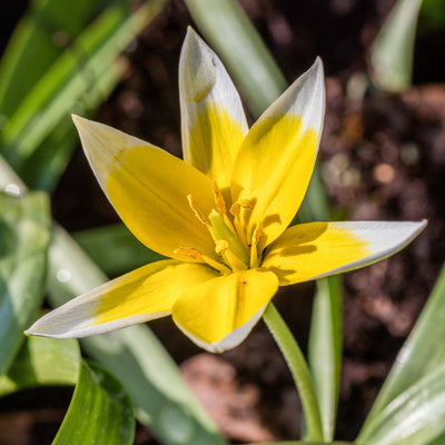 Botanisk Tulipan 'Urumiensis'