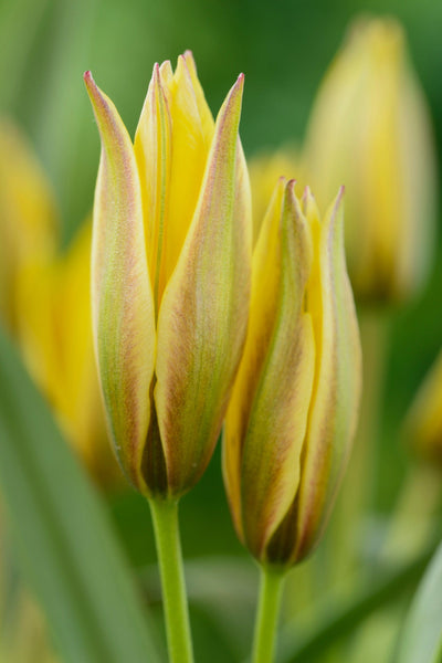 Botanisk Tulipan 'Urumiensis'