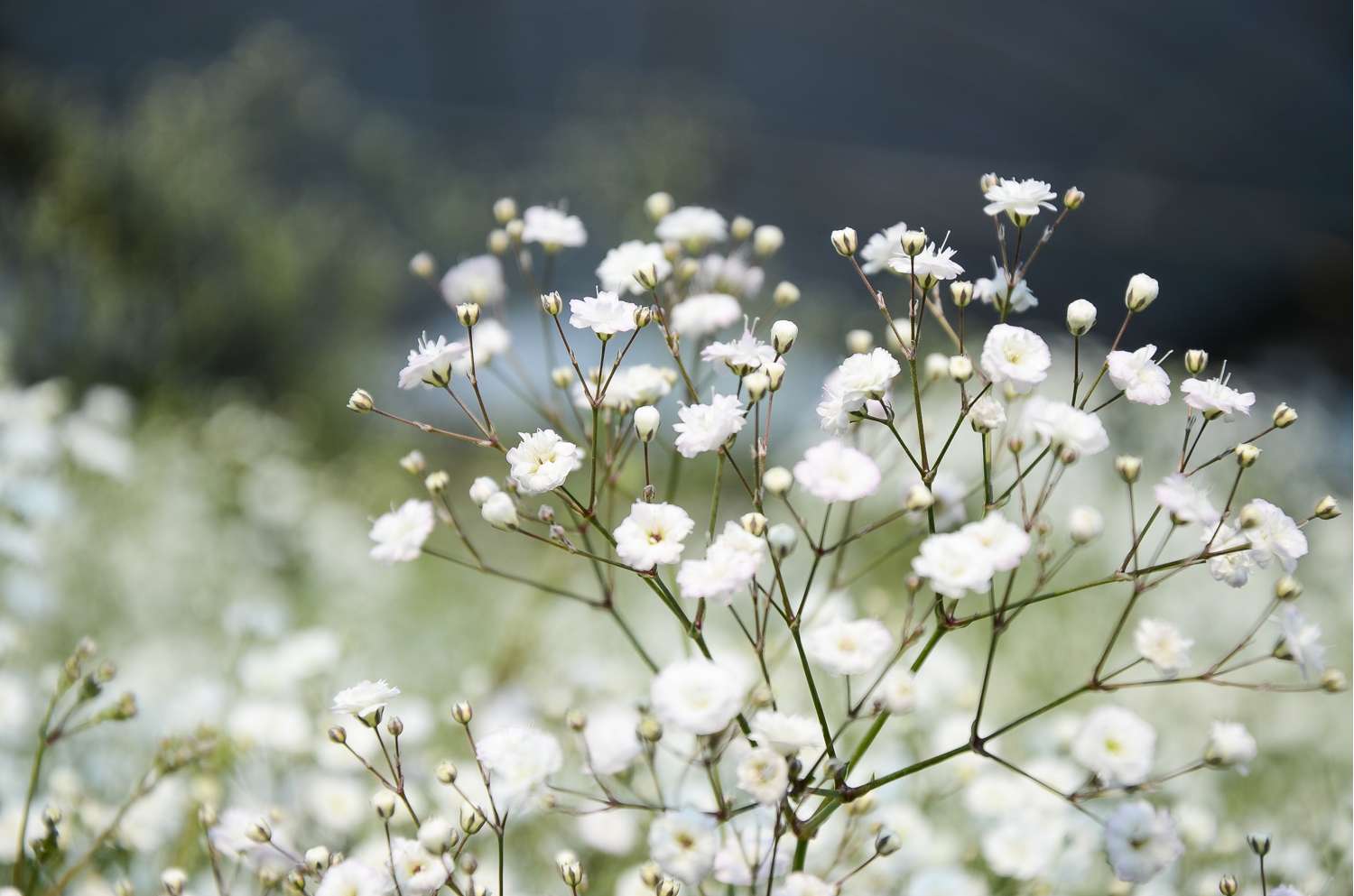 Brudeslør 'Paniculata'