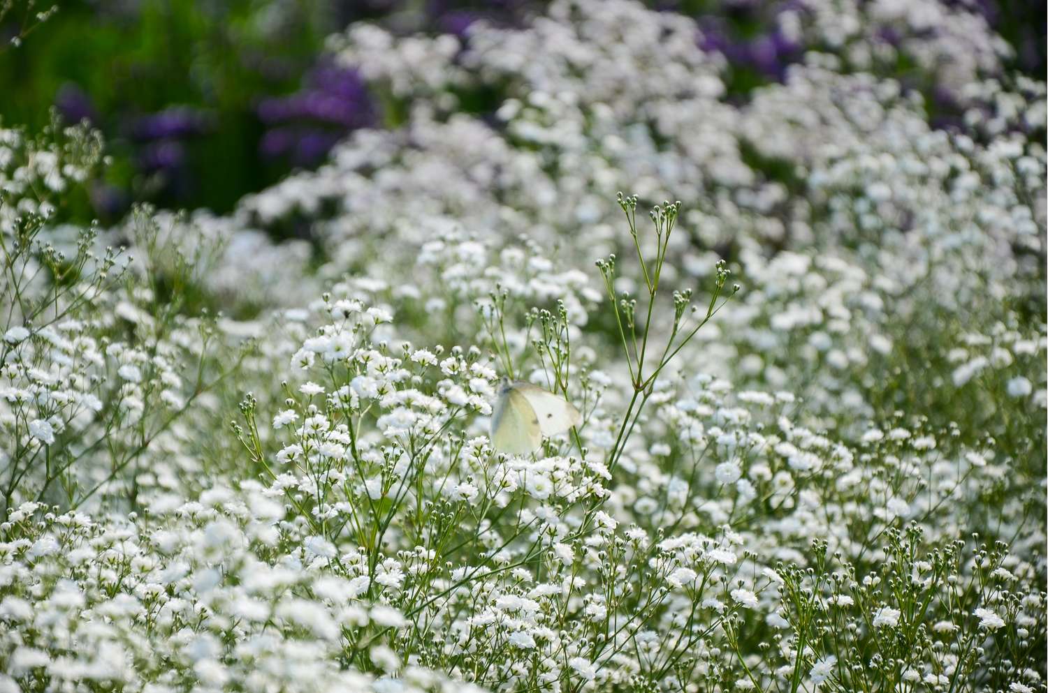 Brudeslør 'Paniculata'