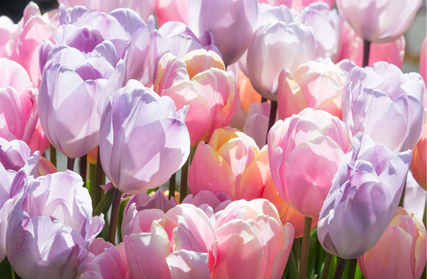 Tulipanblanding 'Bubblegum'