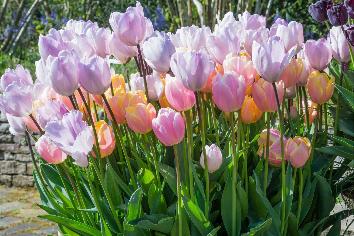 Tulipanblanding 'Bubblegum'