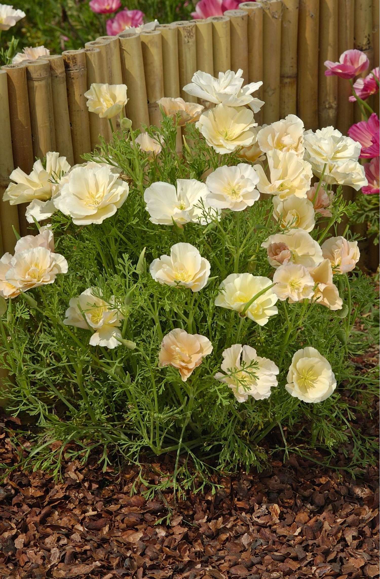Californisk Guldvalmue 'Pink Champagne' (frø)