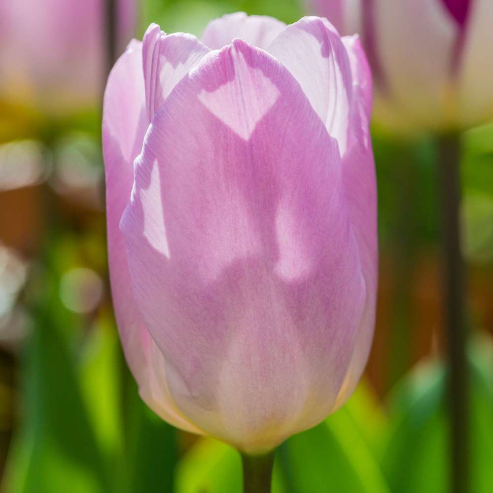 Tulipan 'Candy Prince'