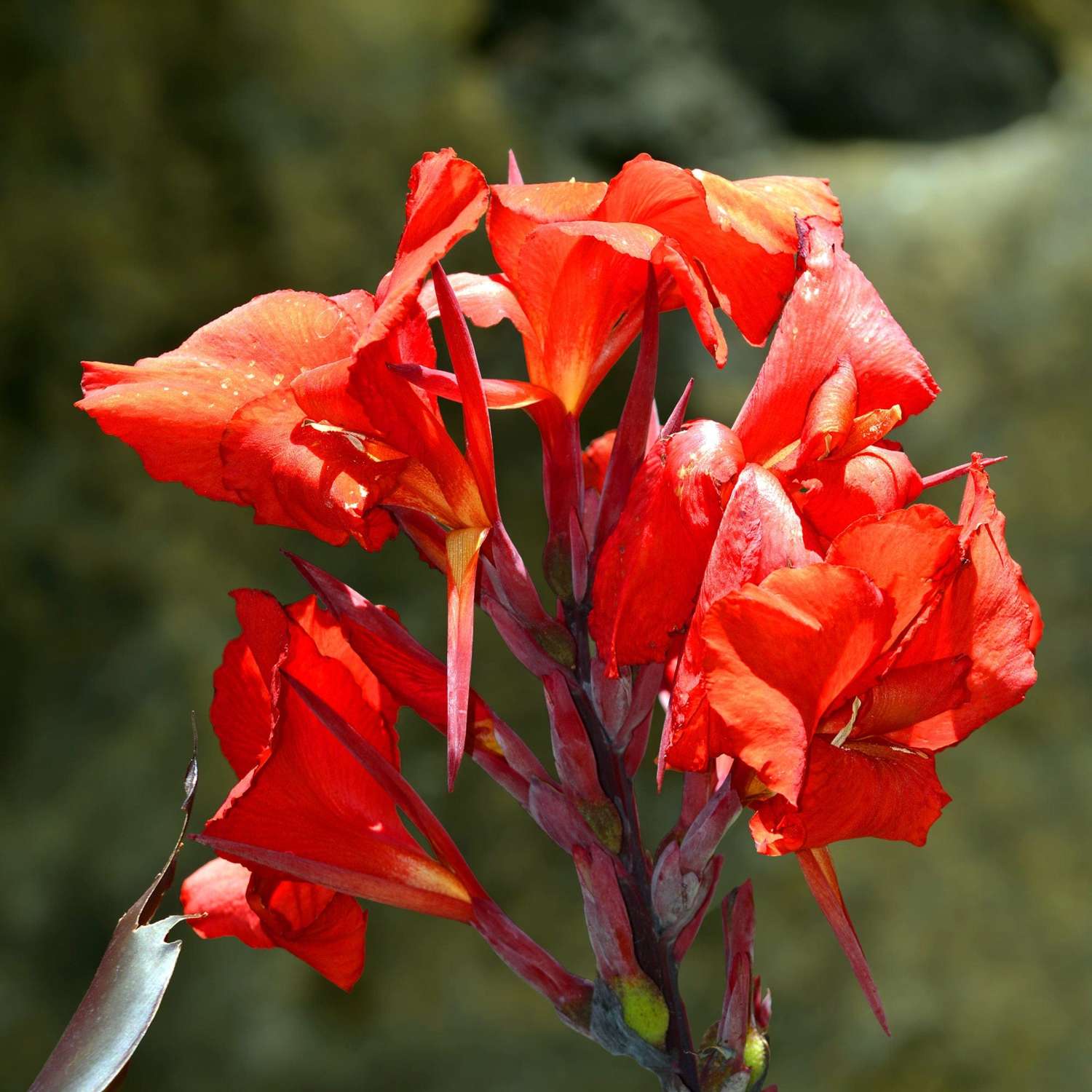 Canna 'President'