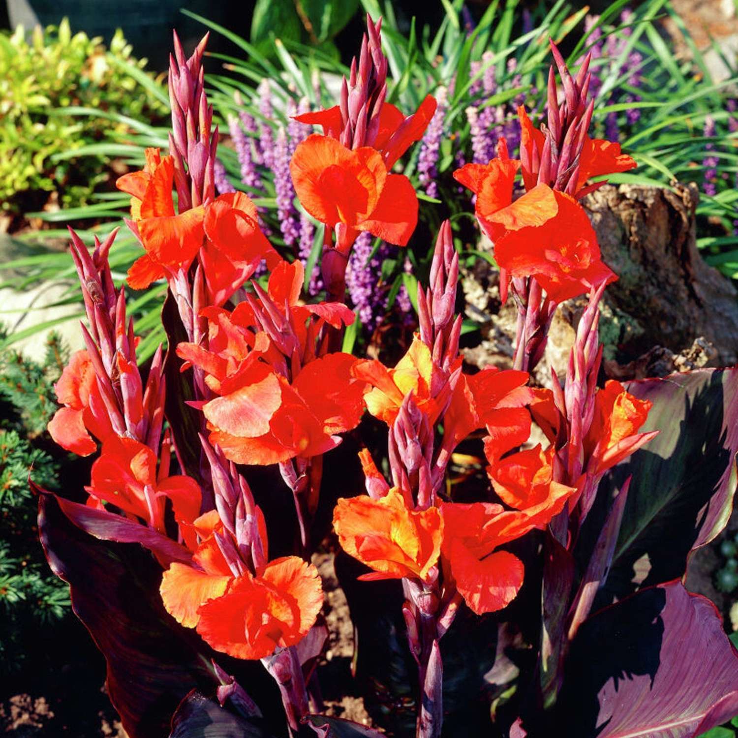 Canna 'Red King Humbert'
