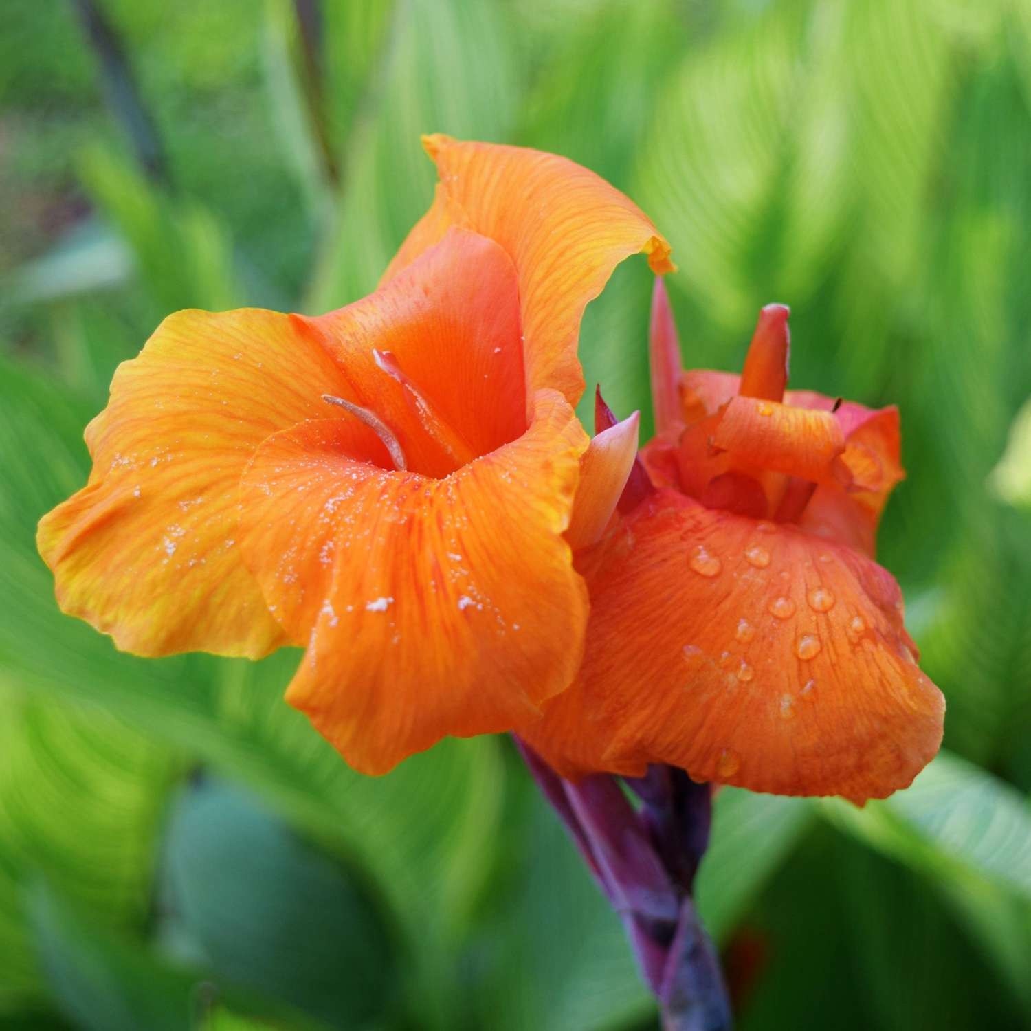 Canna 'Wyoming'