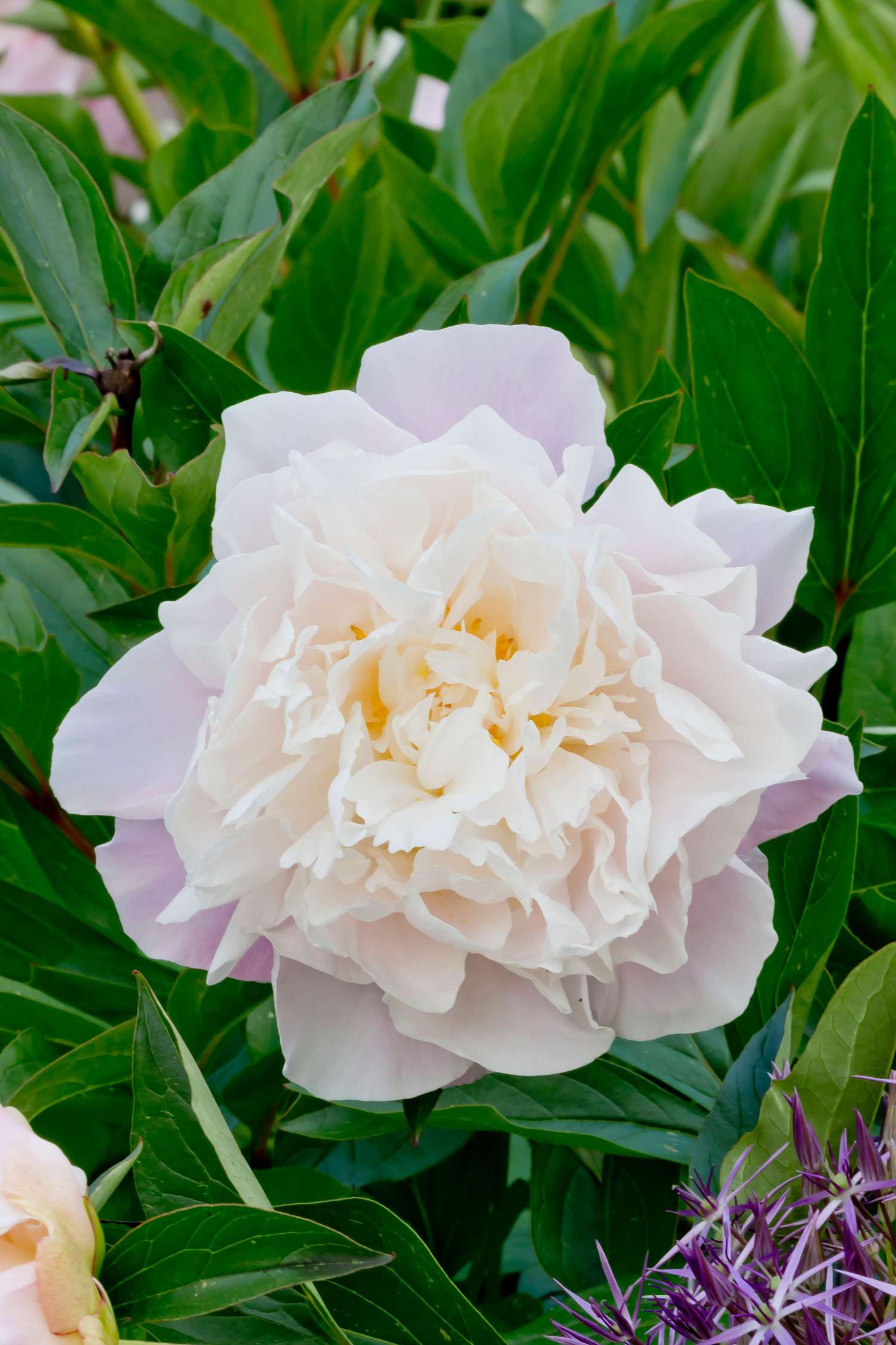 Pæon 'Catharina Fontijn'