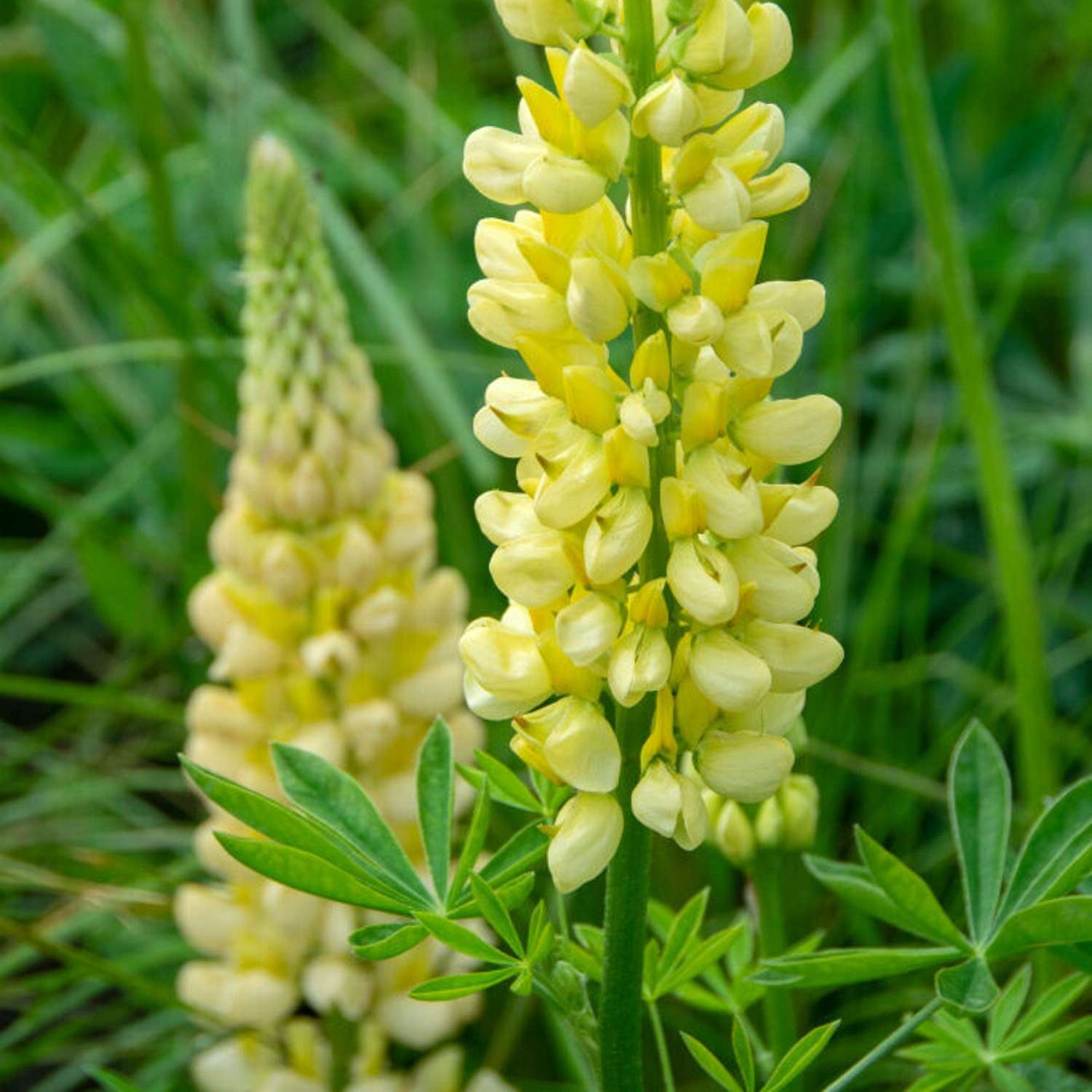 Lupin 'Chandelier' (gul)