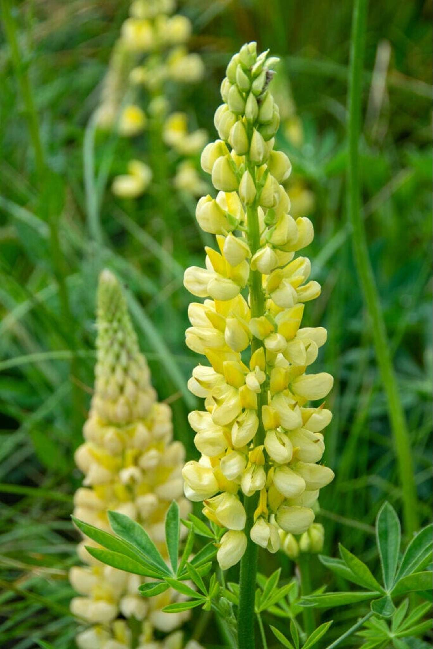 Lupin 'Chandelier' (gul)