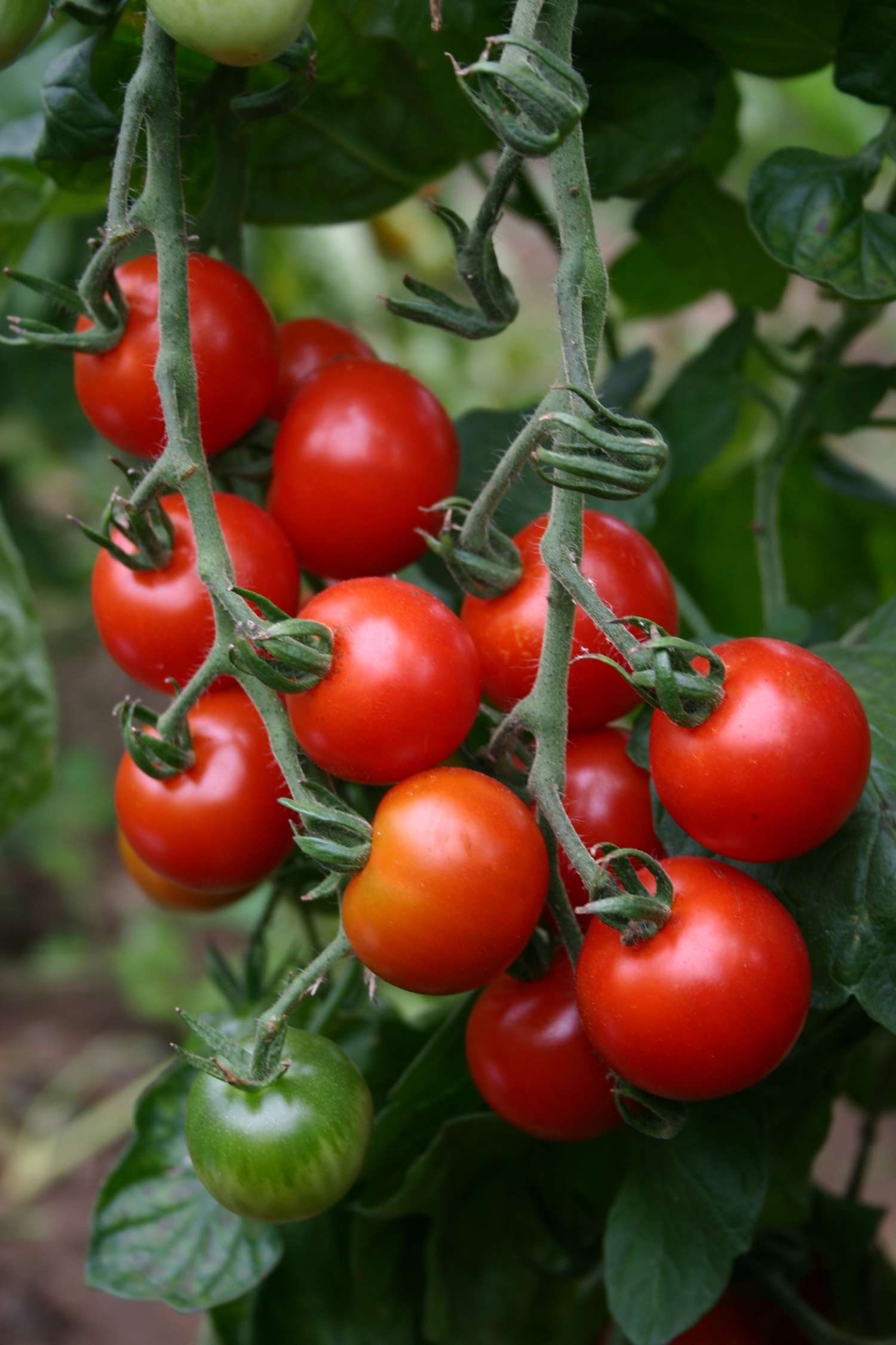 Cherrytomat 'Sweetie' (ØKO frø)