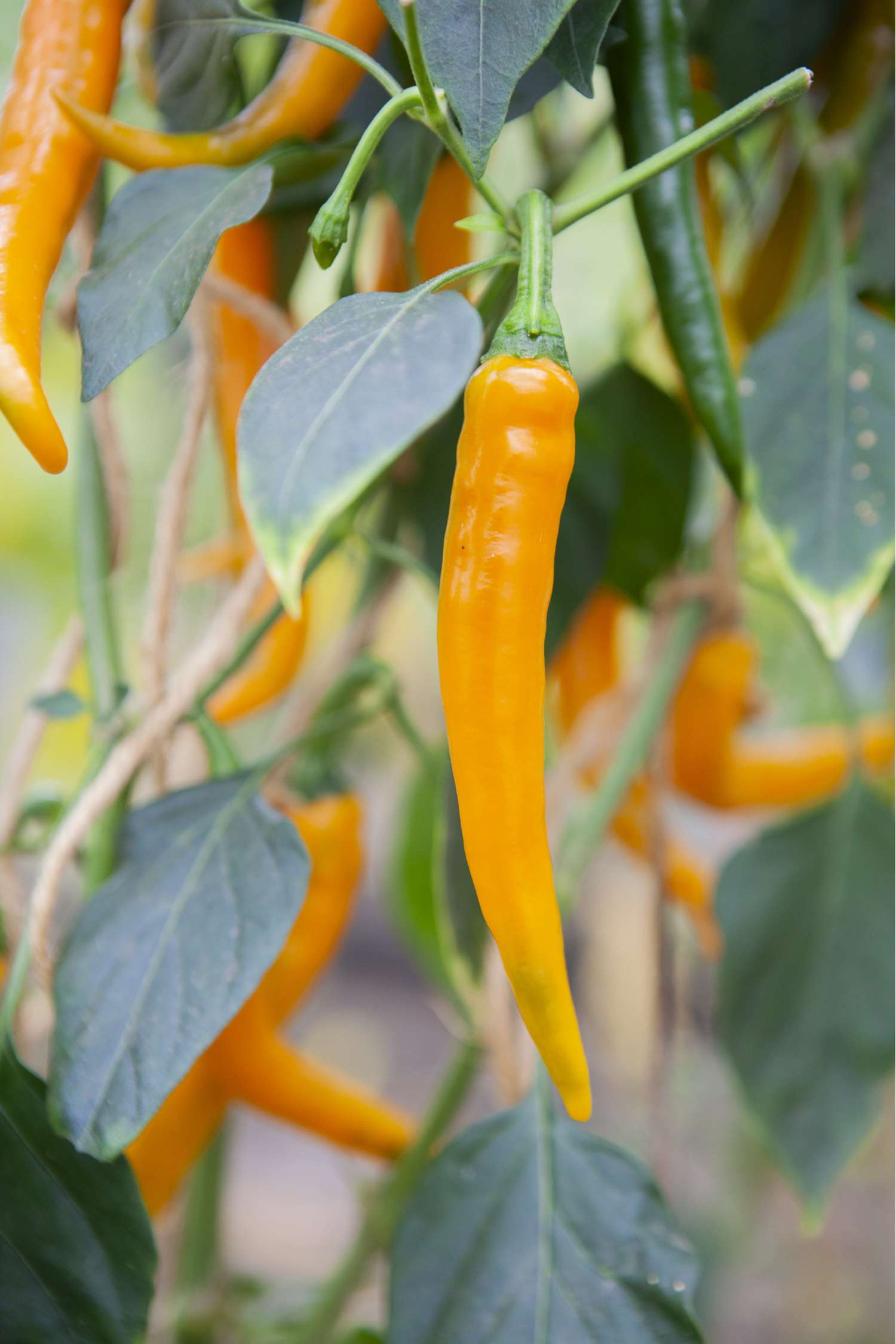 Chili 'Koh Tao' (ØKO frø)