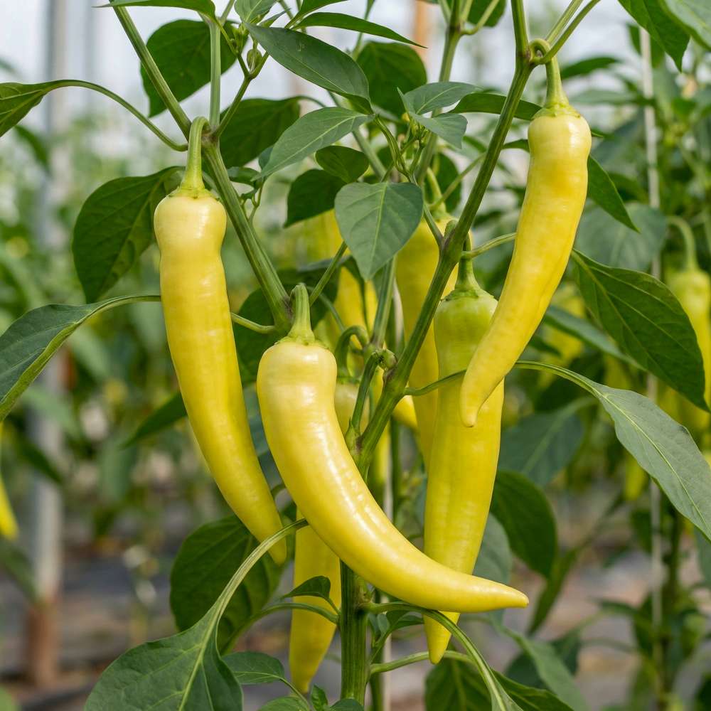 Chili 'Sweet Banana' (frø)