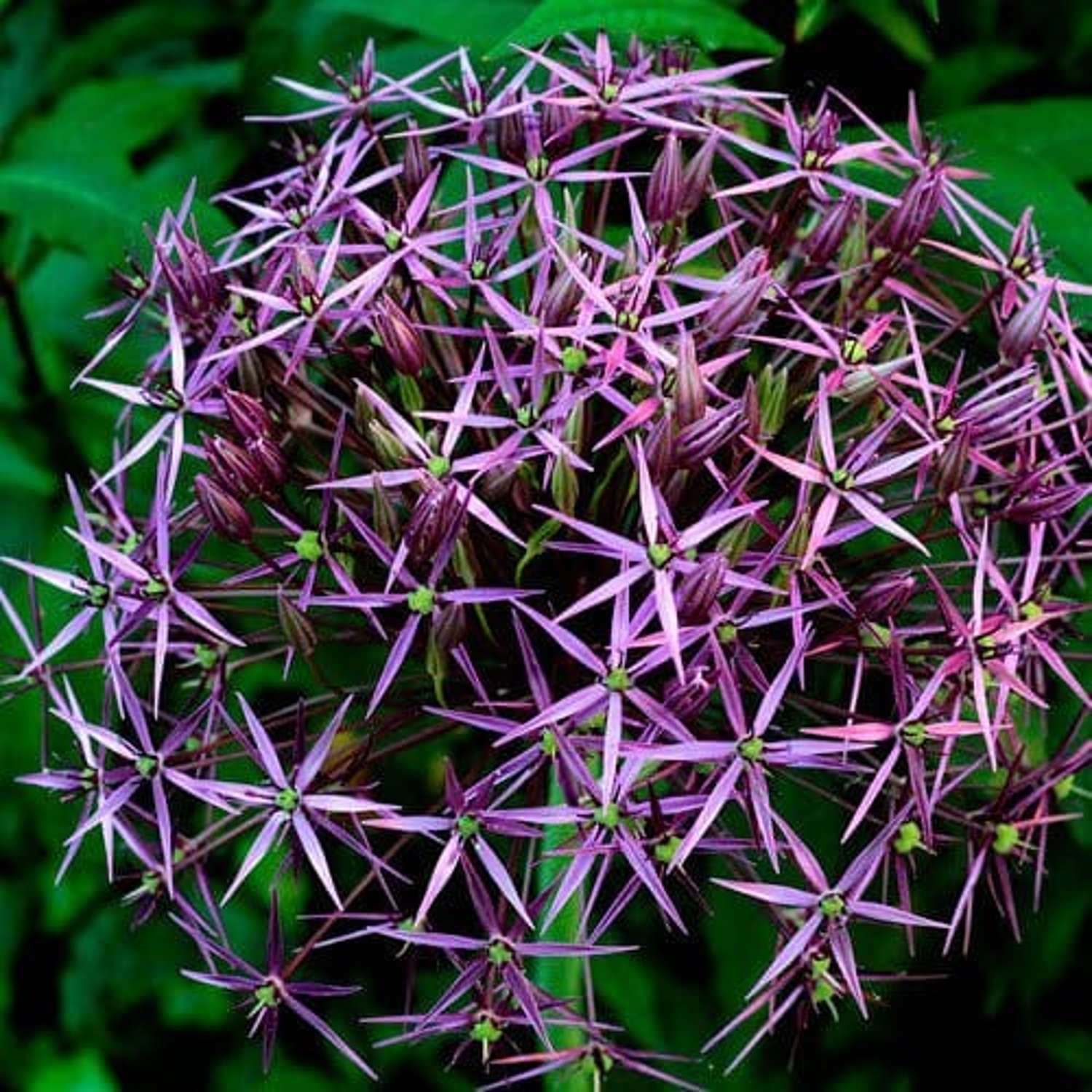 Allium 'Christophii'